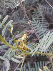 Agroecotettix modestus