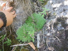 Selaginella pilifera