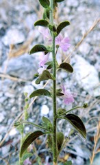 Sairocarpus vexillocalyculatus