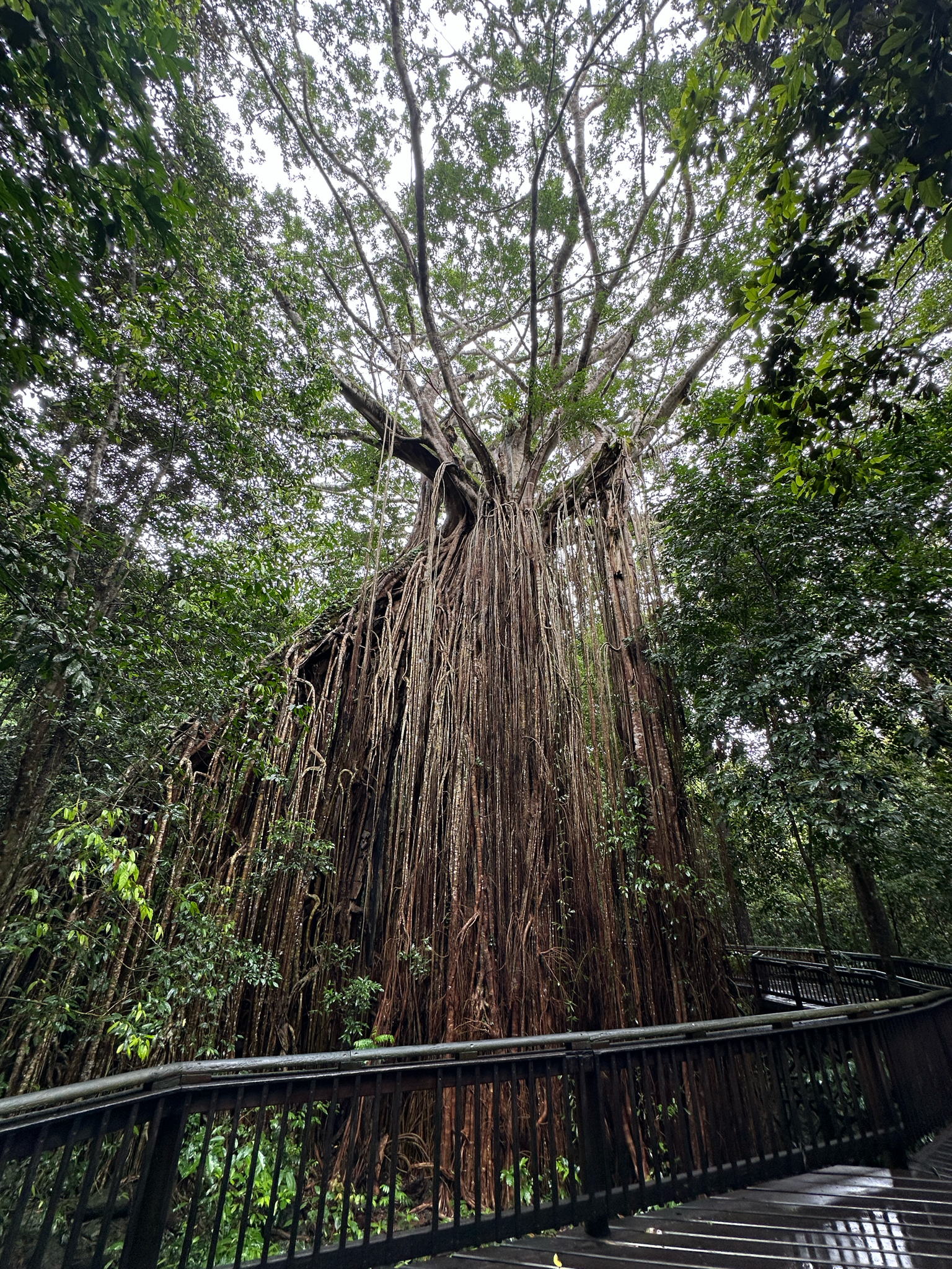 Imagem de Gameleira-branca