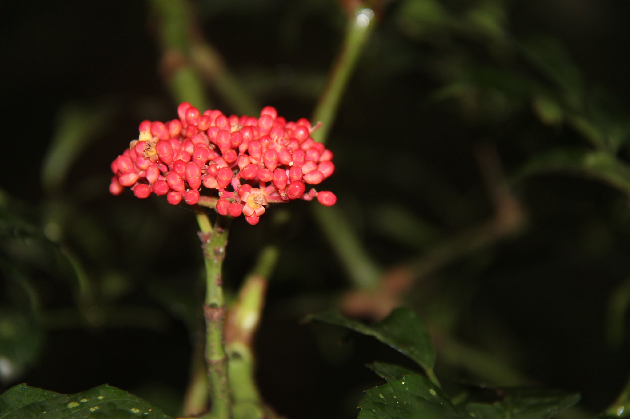 Imagem de Café-de-bugre