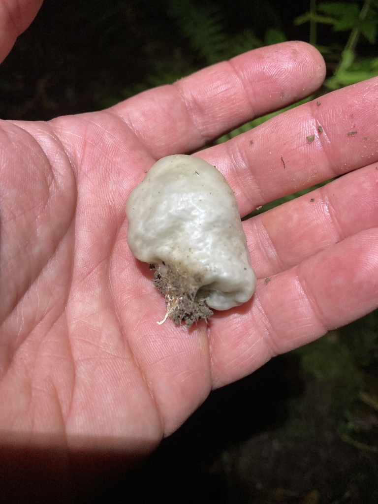 Psilocybe weraroa · February 2025 · photo: © berardom (iNaturalist, cc-by)