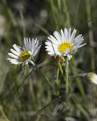 Erigeron caespitosus