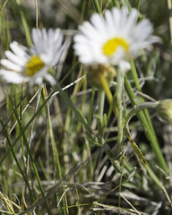 Erigeron caespitosus