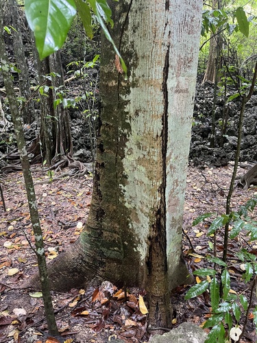 Foto de Pau-de-jangada