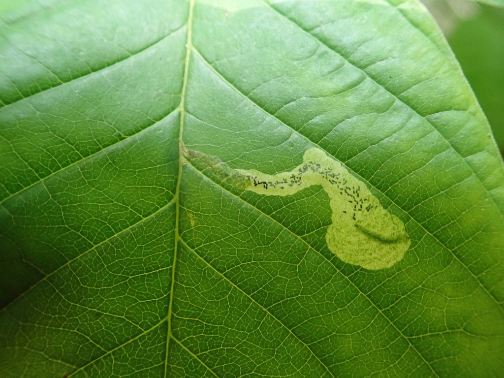 Apophthisis