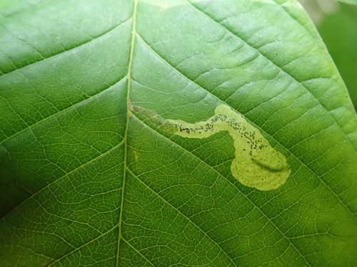 Apophthisis pullata