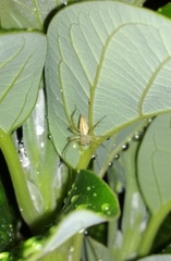 Oxyopes