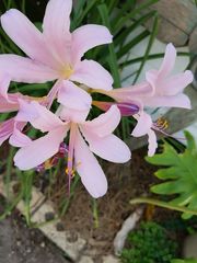 Lycoris squamigera