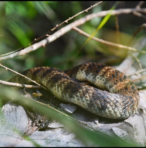 Tiger Snake sighting