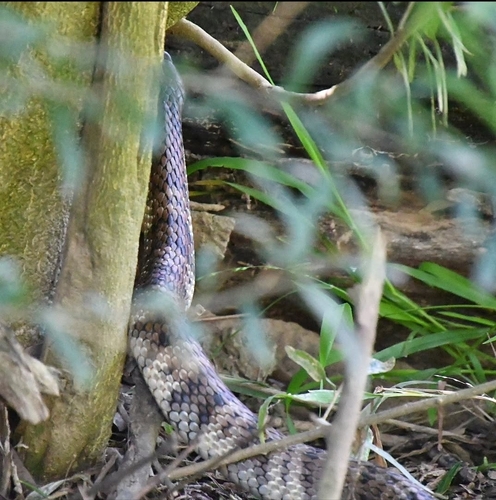 Tiger Snake sighting