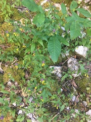 Melampyrum velebiticum