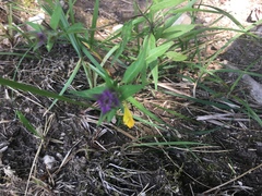 Melampyrum velebiticum