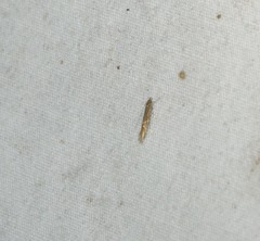 Cosmopterix fernaldella
