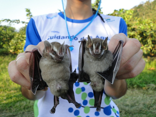 Gervais's Fruit-eating Bat