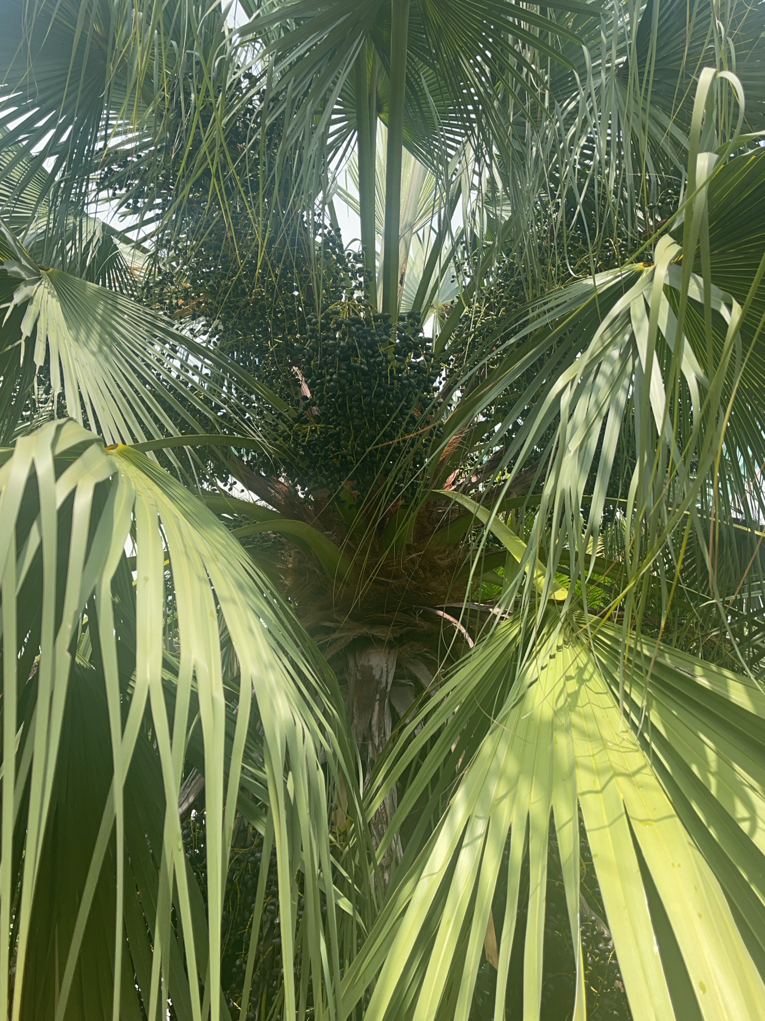 Imagem de Palmeira Leque da China
