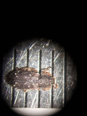 Namunaria pacifica