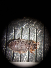 Namunaria pacifica