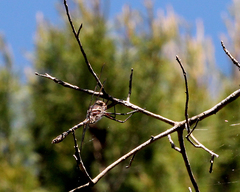 Didymops floridensis
