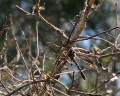 Didymops floridensis