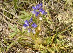 Lupinus pusillus pusillus