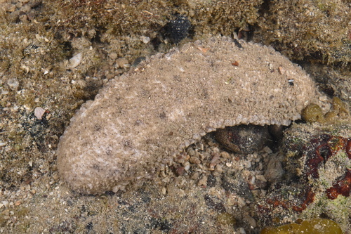 Holothuria rigida observed 2025-02-01