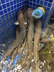 Whitespotted Conger photo 1