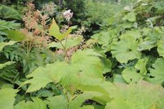 Filipendula camtschatica