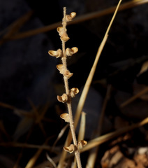Scutellaria tomentosa