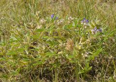 Lupinus pusillus pusillus
