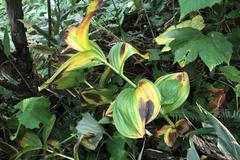 Veratrum grandiflorum