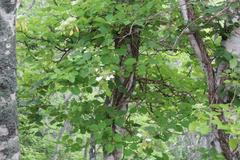 Hydrangea petiolaris