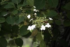 Hydrangea petiolaris