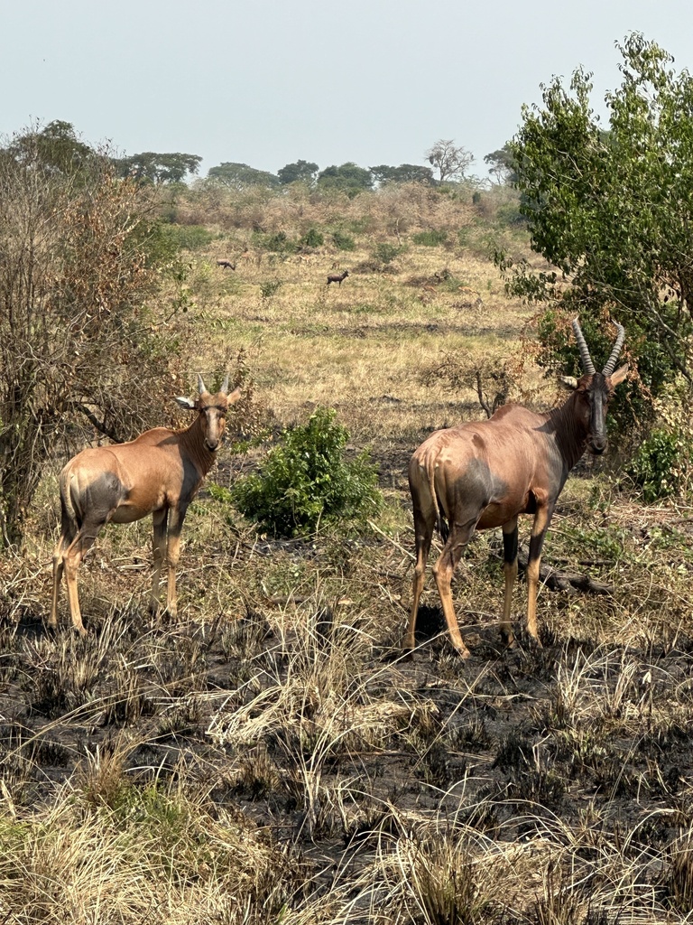 Damaliscus lunatus jimela, Queen Elizabeth National Park, Kinkiizi, Western, UG, by fdmolly