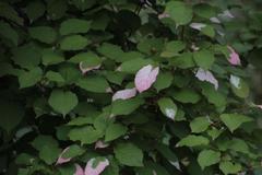 Actinidia kolomikta