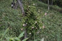 Actinidia kolomikta
