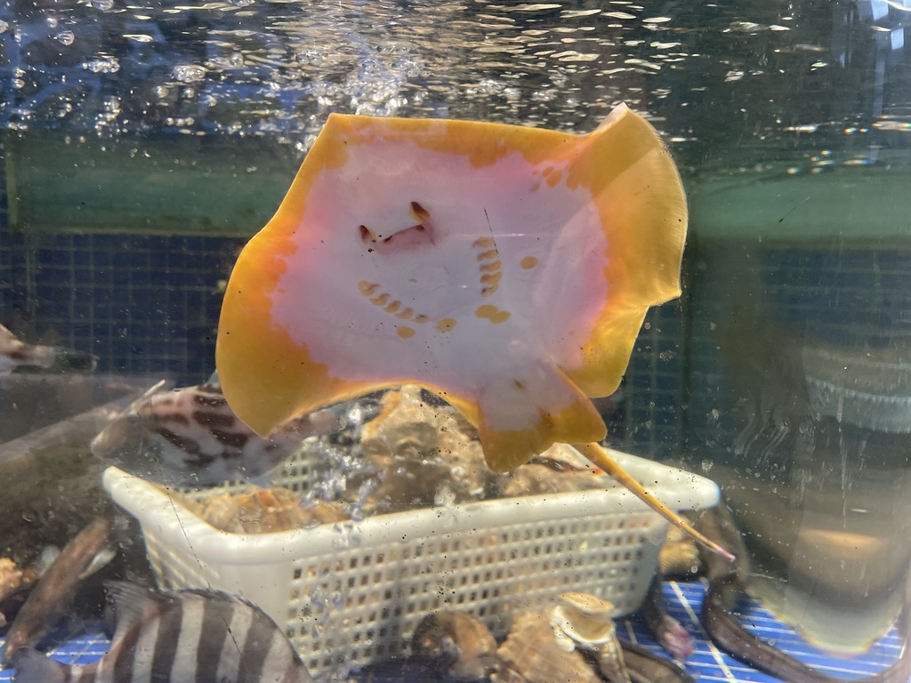 Heliotrygon Hemitrygon in February 2025 by Alex Pintsen JIN · iNaturalist
