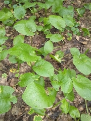 Cicerbita macrophylla uralensis