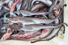 Blacktip Sawtail Catshark photo 3