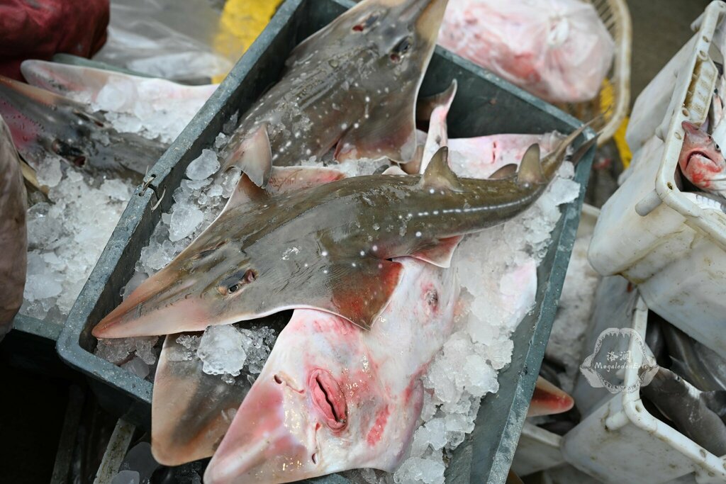 Taiwanese Wedgefish
