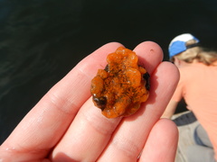 Styelidae