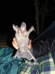 Chrotopterus auritus