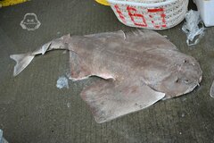 Clouded Angelshark photo 2