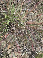 Symphyotrichum depauperatum