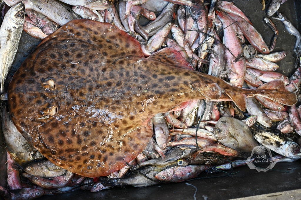 Darkfinned Numbfish