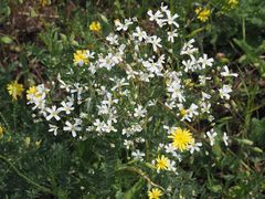 Gypsophila elegans