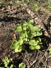 Hylotelephium telephium