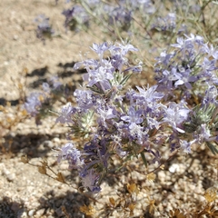 Eriastrum densifolium