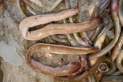 Inshore Hagfish photo 2