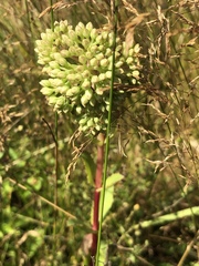 Hylotelephium telephium